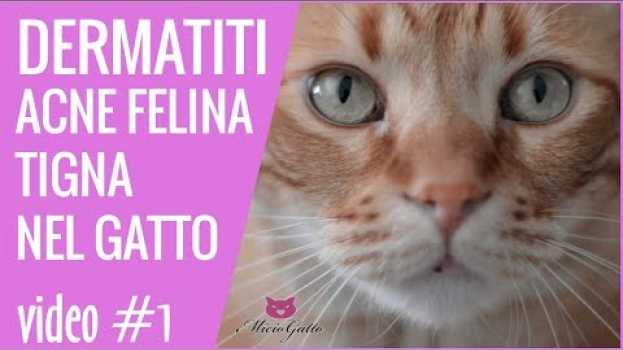 Video Dermatiti, acne felina, tigna nel gatto - 1 parte! in English