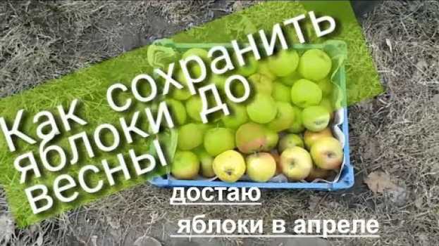 Video Как сохранить яблоки до весны. МИНИ ПОГРЕБ ИЗ ВЕДРА na Polish