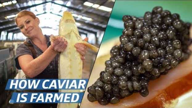 Video How Russian Sturgeon Caviar Is Farmed and Processed — How To Make It su italiano