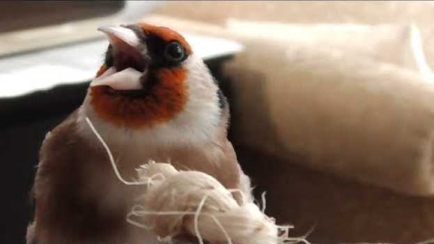 Video "Help, my bird hates me!" - SOLVED - *ALL BIRDS* in Deutsch