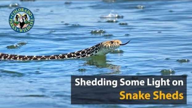 Video Shedding Some Light on Snake Sheds em Portuguese