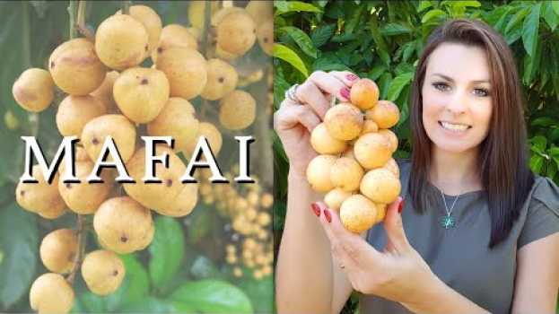 Video MAFAI | Madame das Frutas su italiano