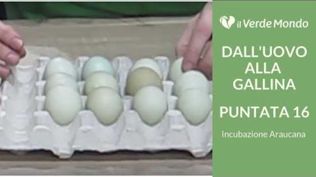 Видео Incubazione di 12 Uova di Razza Araucana | Dall'uovo alla Gallina | Puntata 16 на русском
