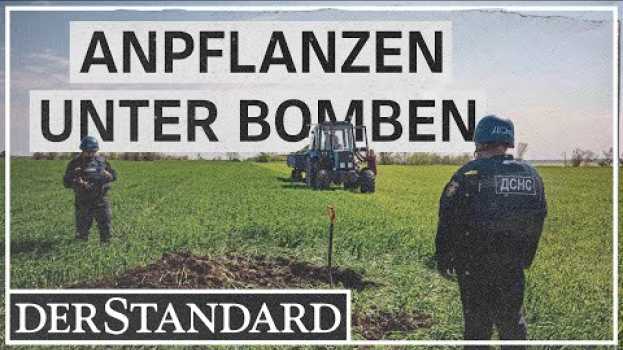 Video Anpflanzen im Minenfeld: „Wir können den Anbau nicht stoppen“ in Deutsch