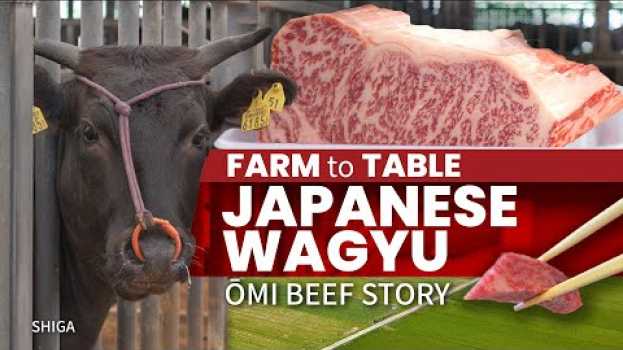 Video Japanese Wagyu Farm to Table | Omi Beef Story ★ ONLY in JAPAN in English
