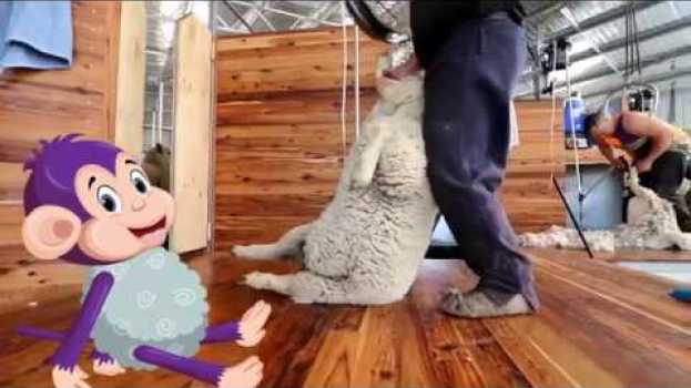 Video Curious Tots: How wool is made into fabric - from farm to shearing shed to mill | Educational videos em Portuguese