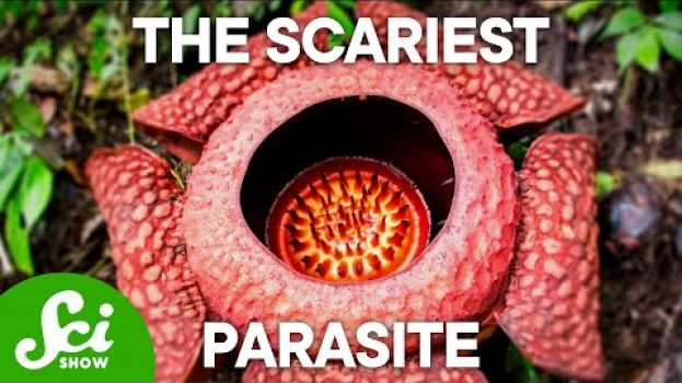 Видео The 4 Creepiest Parasites on Earth (This Will Keep You Up at Night!) на русском