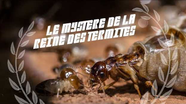Video Le mystère de la reine des termites | #BA2Sc #12 na Polish