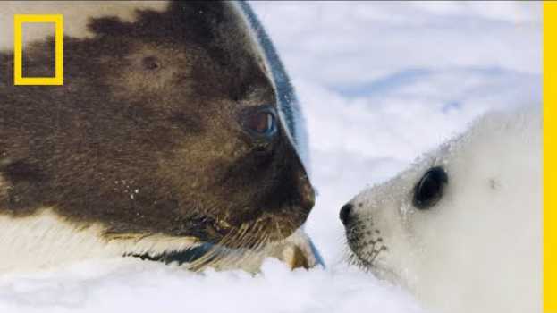 Видео The Harp Seal's Race Against Time - Ep. 5 | Wildlife: The Big Freeze на русском