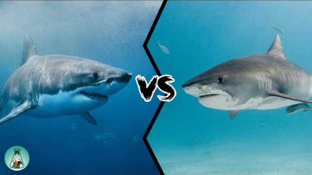 Video GREAT WHITE SHARK VS TIGER SHARK - Which is the strongest? en Español