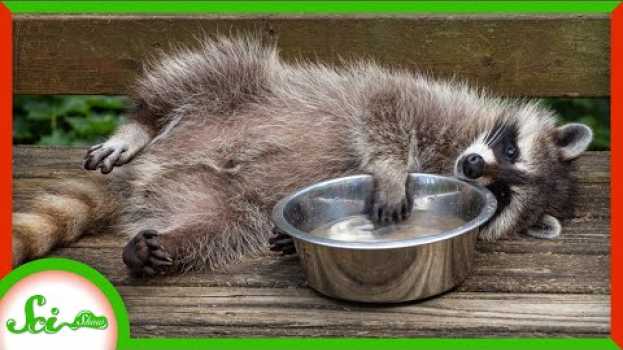 Video Raccoons Don’t Really Wash Their Food en français