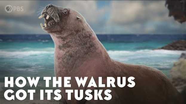 Video How the Walrus Got Its Tusks em Portuguese