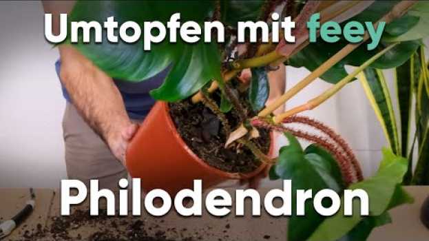 Видео Wie topfe ich einen Philodendron um? - Umtopfen mit feey на русском