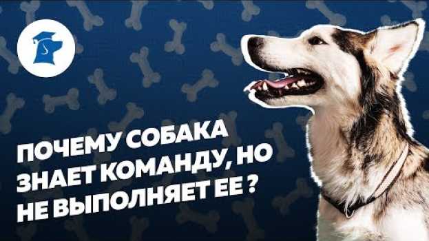Video Почему собака знает команду, но не выполняет ее? na Polish