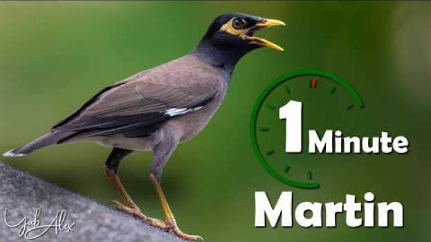Video Une minute pour un oiseau : martin (martin triste) - Yabalex in English