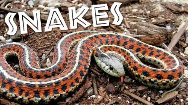 Video All About Snakes for Kids: Learn about Snakes for Children - FreeSchool en Español