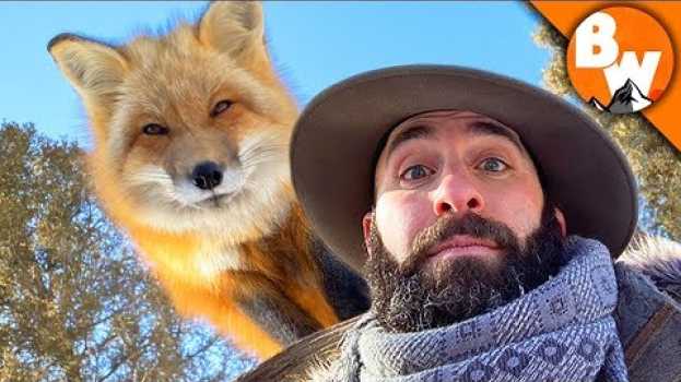 Video Can Coyote Outfox a Fox?! in Deutsch