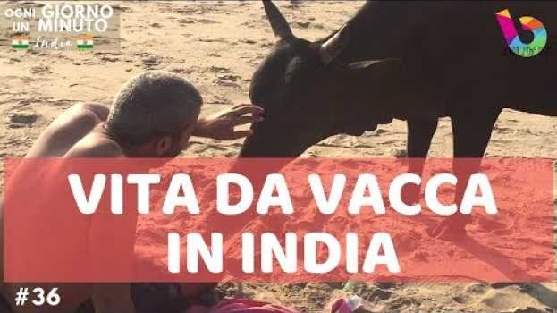 Video ESSERE MUCCA IN INDIA - Sacred cows in India (Sub ENG) | Ogni Giorno Un Minuto Vlog #36 em Portuguese