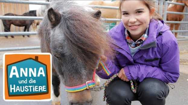 Video Pony | Information für Kinder | Anna und die Haustiere em Portuguese