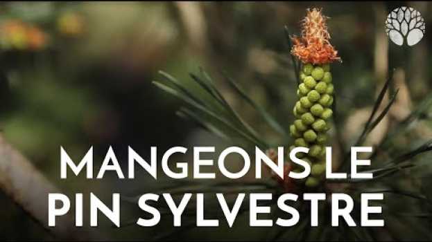 Видео Avez-vous déjà goûté le pin sylvestre ? на русском