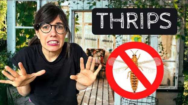 Видео GET RID OF THRIPS! | How to get rid of thrips? на русском
