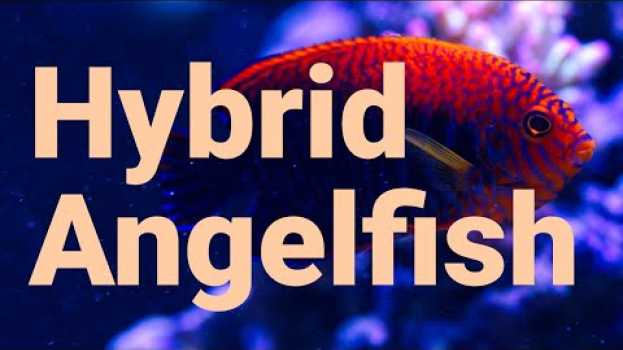 Видео Hybrid angelfish are more common on coral reefs than you think! на русском