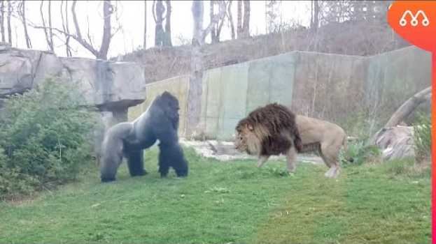 Video LEÃO vs GORILA: QUEM GANHA ESSA LUTA? Lion vs Gorilla in Deutsch