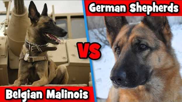 Видео German Shepherds Vs Belgian Malinois: Which Dog Breed Is The BEST? | DoggOwner на русском