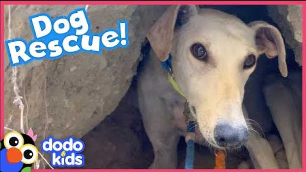 Video Rescuers Help Mama Dog Get Her Puppies Off A Mountain | Rescued! | Dodo Kids in Deutsch