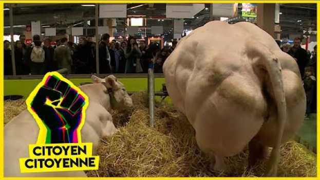 Video Vaches dopées aux OGM, scandale dans nos assiettes in English