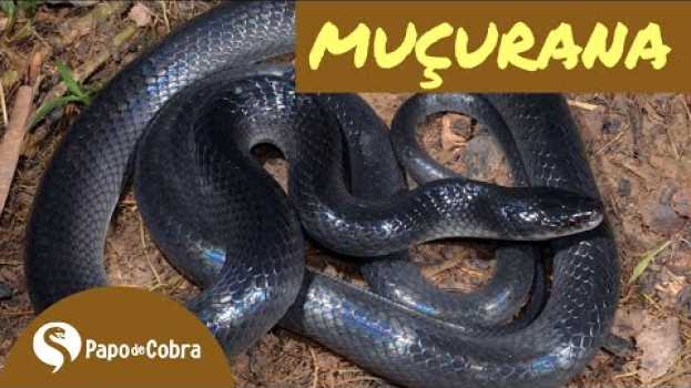Video Conheça a cobra não venenosa que te ajuda a espantar as cobras venenosas. na Polish