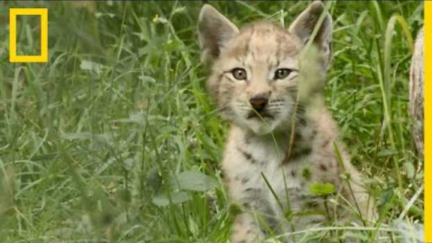 Video Un lynx eurasien s'occupe de ses bébés in English