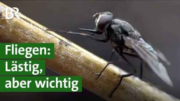 Видео Fliegen: Krankheitsüberträger, lästig, aber wichtig für Ökosystem und Artenvielfalt | Unser Land на русском