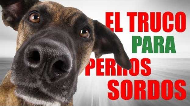Video Ahora YA SABES como ADIESTRAR un Perro SORDO em Portuguese