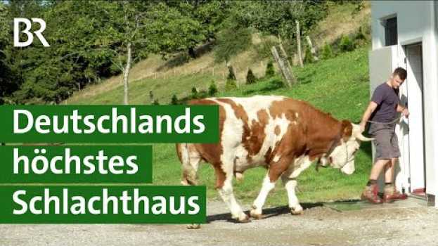 Video Tierschutz: Stressfreie Schlachtung von Weidetieren auf dem Bergbauernhof | Unser Land | BR na Polish