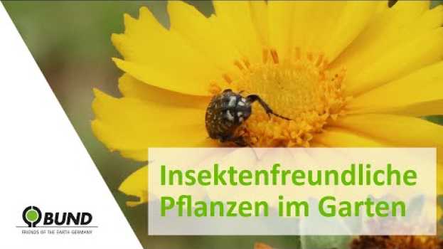 Video Tipps für einen Insektenfreundlichen Garten in English