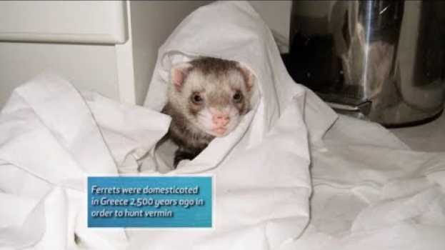 Видео Vets Help Save a Ferret That Has the Flu | Vets Saving Pets на русском