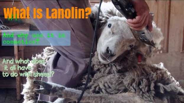Video Lanolin: How Its Made, What's It Used For, & Overall...What Is It? em Portuguese