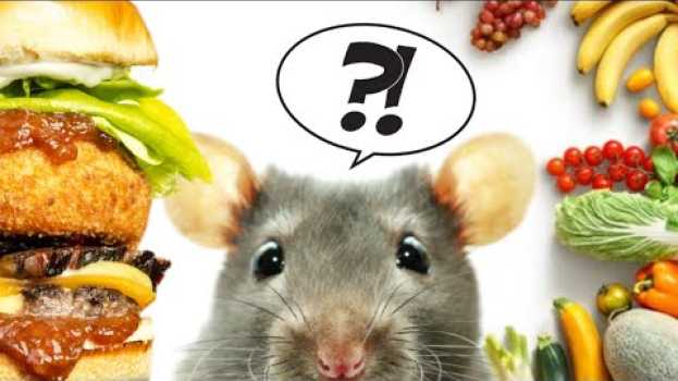 Video Les meilleurs APPÂTS pour piéger les rats et souris ! na Polish