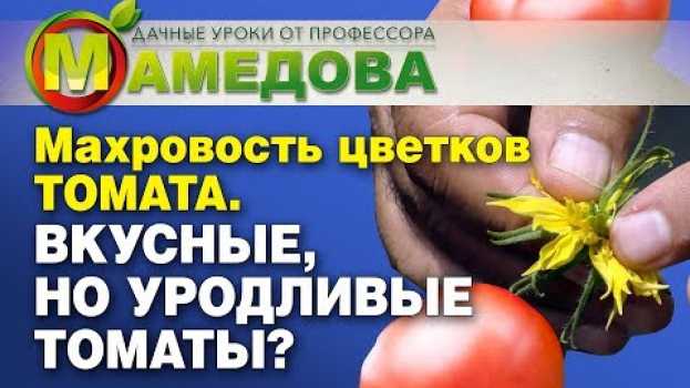 Видео Махровость цветков ТОМАТА. Вкусные, но уродливые томаты? на русском