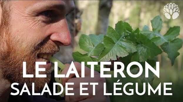 Видео Le laiteron est comestible cru et cuit на русском