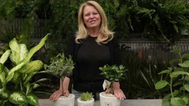 Video Paola consiglia "Come prendersi cura delle piante grasse" en Español
