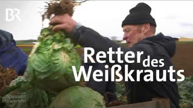 Video Unterpleichfelder Weißkraut: Revival einer alten Sorte | Zwischen Spessart und Karwendel | BR na Polish