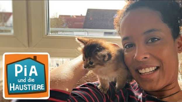 Video Somalikatze | Information für Kinder | Pia und die Haustiere in Deutsch
