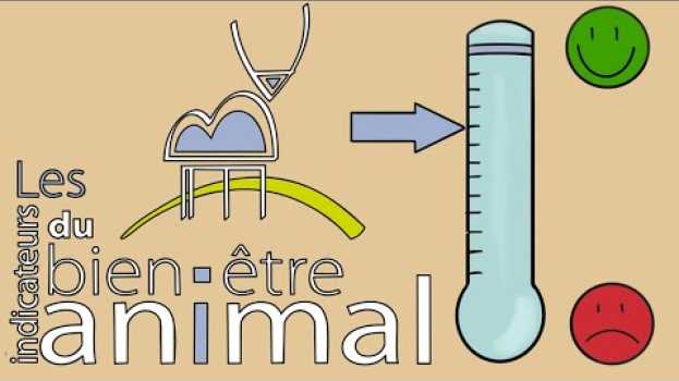 Video Les indicateurs du bien être animal - Le rendez-vous BEA #5 in English