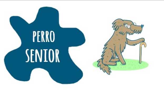 Video El perro mayor de 7 años - Perro Senior em Portuguese