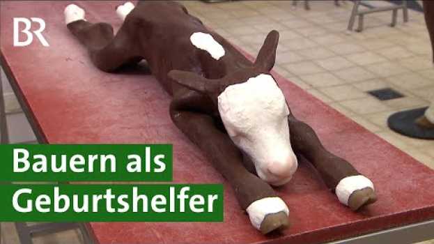 Video Problemgeburt bei Kühen: Landwirte lernen Geburtshilfe an Modell-Kuh | Kuhgeburt Doku | Unser Land em Portuguese