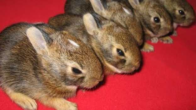 Video Found a bunny nest - here's what to do en français