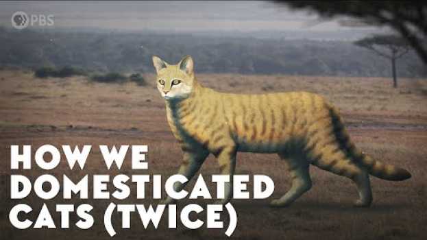 Video How We Domesticated Cats (Twice) na Polish