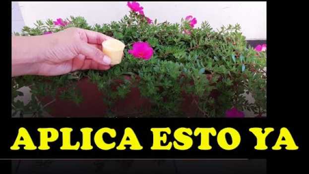 Video 🌹 Aplica esto a tus PLANTAS Y TE LO AGRADECERÁN, FERTILIZANTES CASEROS 🌴 🌱 em Portuguese